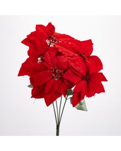 Flor navideña pastora 