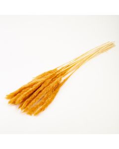 Hierba seca cola conejo 65-70cm surtido