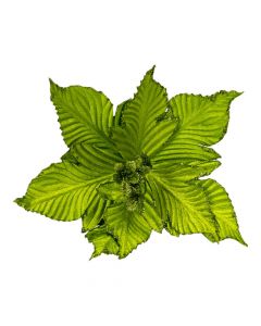 Flor artificial navideña 30cm verde limón