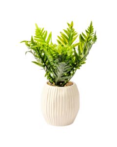 Bonsái decorativo natural