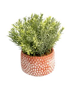 Bonsái planta serpiente cerámica