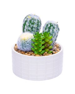 Bonsái cactus cerámica moderno