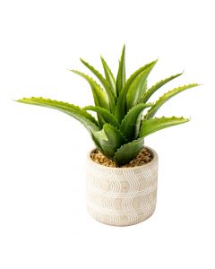 Planta aloe vera decorativa