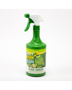Helecho Ever Green