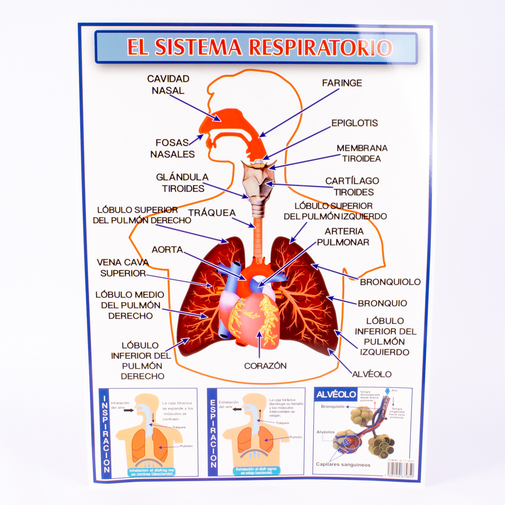 Lamina educativa sistema respiratorio 57x42cm