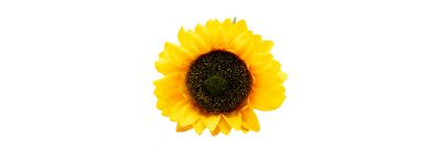 Girasol artificial amarillo