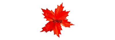 Flor roja 26cm navideña