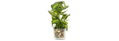 Planta artificial y base vidrio transparente