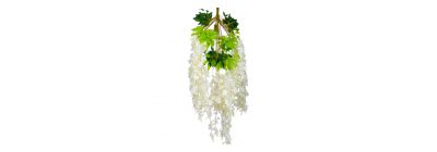 Flor liana colgante blanco