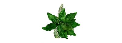 Flor navideña verde