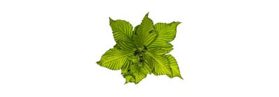 Flor artificial navideña 30cm verde limón