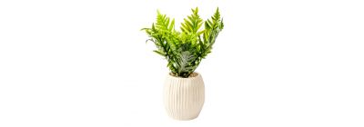 Bonsái decorativo natural