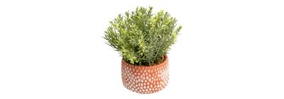 Bonsái planta serpiente cerámica