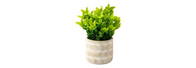 Bonsái maceta cemento elegante