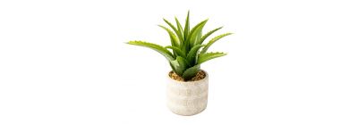 Planta aloe vera decorativa