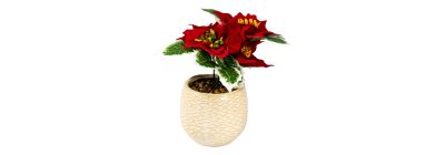 Planta navideña con maceta