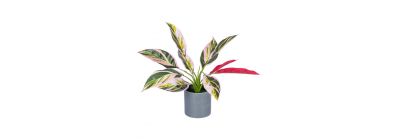 Planta artificial decorativa