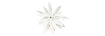 Flor navideña blanca afelpada