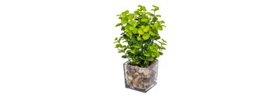 Planta artificial maceta vidrio
