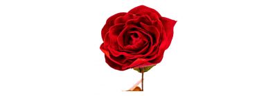Rosa afelpada rojo y verde