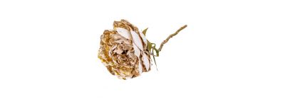 Flor estampado champagne dorado