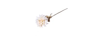Flor navideña blanco y dorado