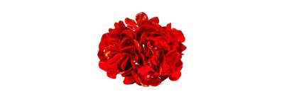 Flor hortensia roja navideña