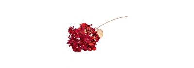 Flor hortensia rojo dorado