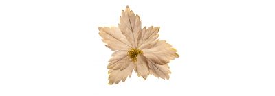 Flor artificial navideña lisa con relieve escarchada 70cm beige y dorado