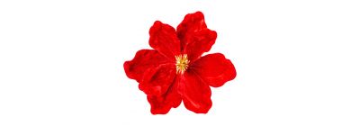 Flor afelpada roja