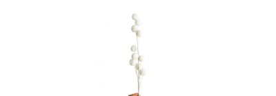 Flor navideño blanco