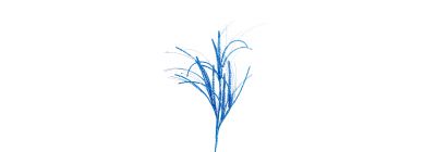 Flor navideña azul
