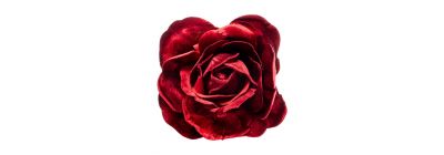 Rosa afelpada color vino