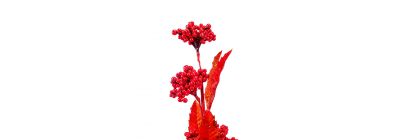 Rama navideña con frutos rojos